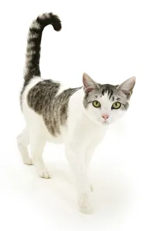 Portrait of a silver tabby-and-white cat walking Portrait of a silver tabby-and-white cat walking