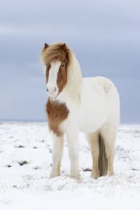 Portrait of Skewbald Icelandic horse in the snow, Snaefellsnes Peninsula, Iceland, March Portrait of Skewbald Icelandic horse in the snow, Snaefellsnes Peninsula, Iceland, March