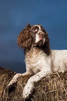 Portrait of Springer spaniel, lying on straw stack, Scotland, UK Portrait of Springer spaniel, lying on straw stack, Scotland, UK