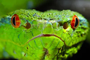 Portrait of Waglers / Temple Pitviper (Tropidolaemus wagleri) showing the thermo-receptive Portrait of Waglers / Temple Pitviper (Tropidolaemus wagleri) showing the thermo-receptive