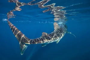 Portrait of Whale shark (Rhincodon typus) at the surface. Isla Mujeres, Quintana Roo Portrait of Whale shark (Rhincodon typus) at the surface. Isla Mujeres, Quintana Roo