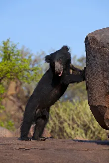 Portrait of a young adult male Sloth Bear (Melursus ursinus) standing on hind legs by a rock Portrait of a young adult male Sloth Bear (Melursus ursinus) standing on hind legs by a rock
