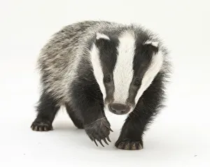 Portrait of a young Badger (Meles meles) Portrait of a young Badger (Meles meles)