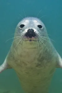 Portrait of a young Grey seal (Halichoerus grypus) Farne Islands, Northumberland Portrait of a young Grey seal (Halichoerus grypus) Farne Islands, Northumberland