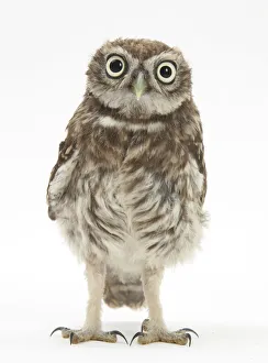 Portrait of a young Little Owl (Athene noctua) Portrait of a young Little Owl (Athene noctua)