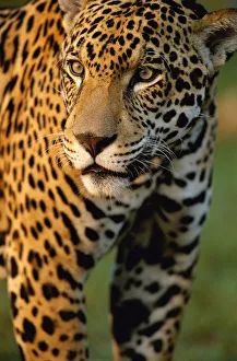 Portrait of young male jaguar {Panthera onca} captive Pantanal, Brazil Portrait of young male jaguar {Panthera onca} captive Pantanal, Brazil