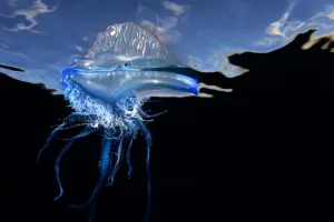 Portuguese man o war (Physalia physalis) Tenerife, Canary Islands Portuguese man o war (Physalia physalis) Tenerife, Canary Islands