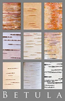 Poster study of different colours and patterns of Birch tree{Betula} bark, Scotland, UK Poster study of different colours and patterns of Birch tree{Betula} bark, Scotland, UK