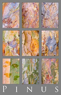 Poster study of patterns on different Pine tree {Pinus} bark , Scotland, UK Poster study of patterns on different Pine tree {Pinus} bark , Scotland, UK