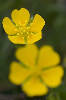 Two Potentilla brauneana flowers, Liechtenstein, June 2009 Two Potentilla brauneana flowers, Liechtenstein, June 2009