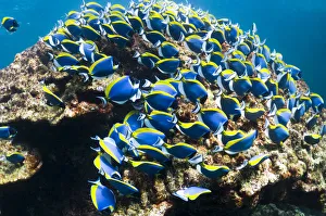 Powder blue surgeonfish (Acanthurus leucosternon), large school feeding on algae on coral Powder blue surgeonfish (Acanthurus leucosternon), large school feeding on algae on coral