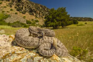 Prairie Rattlesnake (Crotalus viridis) sunbathing, Bozeman, Montana, USA Prairie Rattlesnake (Crotalus viridis) sunbathing, Bozeman, Montana, USA