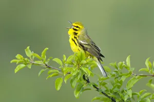 Prairie Warbler (Dendroica discolor) male singing on branch of tree, with spring leaves Prairie Warbler (Dendroica discolor) male singing on branch of tree, with spring leaves