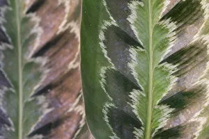 Prayer plant (Calathea plowmanii) close up of leaf, TU Delft Botanical Garden, Netherlands, August Prayer plant (Calathea plowmanii) close up of leaf, TU Delft Botanical Garden, Netherlands, August