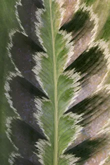 Prayer plant (Calathea plowmanii) close up of leaf, TU Delft Botanical Garden, Netherlands, August Prayer plant (Calathea plowmanii) close up of leaf, TU Delft Botanical Garden, Netherlands, August