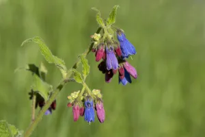 Prickly comfrey (Symphytum asperum), flowers open red and change to blue. Caucasus, Russia Prickly comfrey (Symphytum asperum), flowers open red and change to blue. Caucasus, Russia