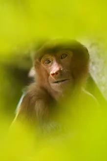 Proboscis Monkey (Nasalis larvatus) female sitting in tree, partially obscured by Proboscis Monkey (Nasalis larvatus) female sitting in tree, partially obscured by