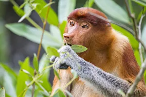 Proboscis monkey (Nasalis larvatus) female feeding, Kinabatangan River, Sabah, Borneo Proboscis monkey (Nasalis larvatus) female feeding, Kinabatangan River, Sabah, Borneo