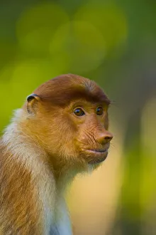 Proboscis monkey (Nasalis larvatus), Sabah Malaysia, Borneo Proboscis monkey (Nasalis larvatus), Sabah Malaysia, Borneo