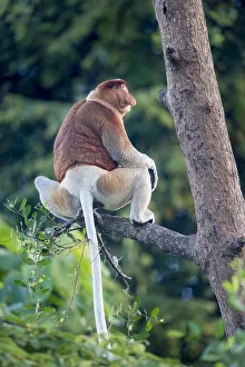 Proboscis monkey (Nasalis larvatus) Riverine forest, Kinabatangan River, Sukau, Sabah Proboscis monkey (Nasalis larvatus) Riverine forest, Kinabatangan River, Sukau, Sabah