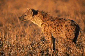 Profile portrait of Spotted hyaena (Crocuta crocuta) Moremi WR, Okavango Delta, Botswana Profile portrait of Spotted hyaena (Crocuta crocuta) Moremi WR, Okavango Delta, Botswana