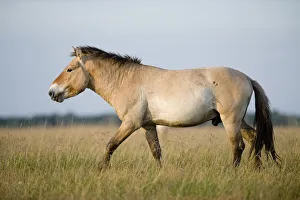 Przewalski horse (Equus ferus przewalskii) walking, Hortobagy National Park, Hungary Przewalski horse (Equus ferus przewalskii) walking, Hortobagy National Park, Hungary