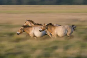 Three Przewalski horses (Equus ferus przewalskii) running, Hortobagy National Park Three Przewalski horses (Equus ferus przewalskii) running, Hortobagy National Park