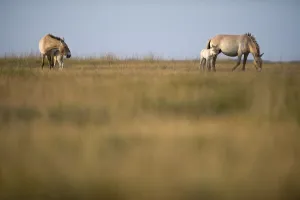 Two Przewalski horses (Equus ferus przewalskii) with foals, Hortobagy National Park Two Przewalski horses (Equus ferus przewalskii) with foals, Hortobagy National Park