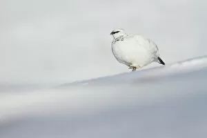 Images Dated 7th March 2016: Ptarmigan (Lagopus muta) male on snowy ridge on Cairngorm mountain, Cairngorms National Park