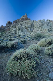 Pterocephalus lasiospermus with rock formations in the distance, Los Roques de Garcia Pterocephalus lasiospermus with rock formations in the distance, Los Roques de Garcia