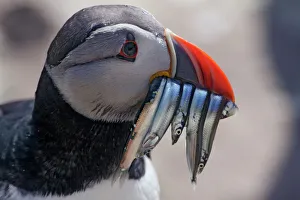 Puffin (Fraterclua arctica) with fish in beak, Saltee Island, Ireland June 2009 Puffin (Fraterclua arctica) with fish in beak, Saltee Island, Ireland June 2009