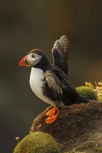 Puffin (Fratercula arctica) stretching wings, late evening light. Shetland Islands Puffin (Fratercula arctica) stretching wings, late evening light. Shetland Islands