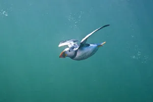 Puffin (Fratercula arctica) swimming underwater, Farne Islands, Northumberland, UK Puffin (Fratercula arctica) swimming underwater, Farne Islands, Northumberland, UK
