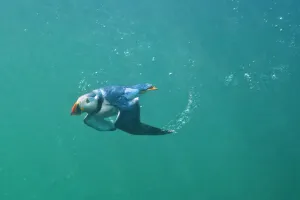 Puffin (Fratercula arctica) swimming underwater, Farne Islands, Northumberland, UK, July Puffin (Fratercula arctica) swimming underwater, Farne Islands, Northumberland, UK, July