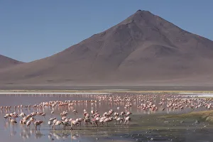 Puna / James flamingo (Phoenicoparrus jamesi) flock on Laguna Colorado, Reserva Eduardo Avaroa