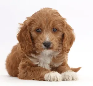 Cockapoo Prints: Red Toy Cockapoo puppy Print