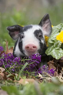 Purebred Berkshire piglet in spring grass, dandelions and garden flowers, Smithfield Purebred Berkshire piglet in spring grass, dandelions and garden flowers, Smithfield