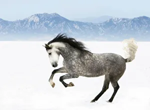 Purebred grey Andalusian mare running in the snow, Longmont, Colorado, USA Purebred grey Andalusian mare running in the snow, Longmont, Colorado, USA