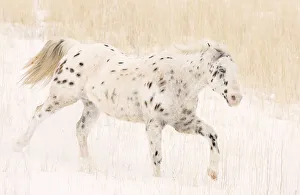 Purebred leopard appaloosa horse running in snow, Flitner Ranch, Shell, Wyoming, USA Purebred leopard appaloosa horse running in snow, Flitner Ranch, Shell, Wyoming, USA