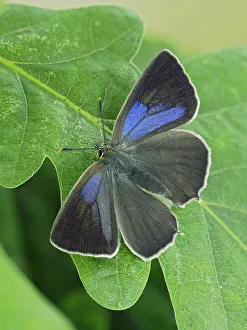 Purple hairstreak butterfly (Neozephyrus quercus) female with wings open, Hertfordshire Purple hairstreak butterfly (Neozephyrus quercus) female with wings open, Hertfordshire