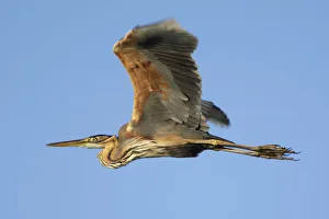 Purple heron (Ardea purpurea) in flight, Danube Delta, Romania, May 2009 Purple heron (Ardea purpurea) in flight, Danube Delta, Romania, May 2009