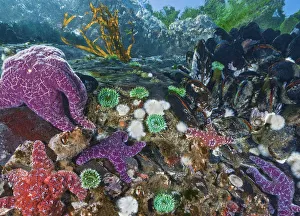 Purple and Ochre sea stars (Pisaster ochraceus) preying on Pacific blue mussels Purple and Ochre sea stars (Pisaster ochraceus) preying on Pacific blue mussels