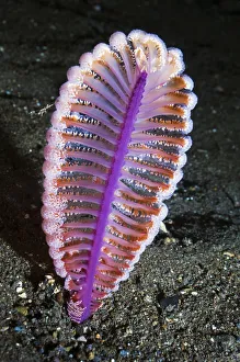 Purple sea pen (Virgularia gustaviana) on sandy sea bed. Rinca, Indonesia Purple sea pen (Virgularia gustaviana) on sandy sea bed. Rinca, Indonesia