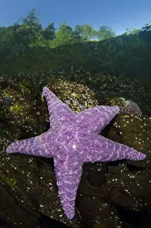 Purple sea star (Pisaster ochraceus) in shallow water beneath forest Purple sea star (Pisaster ochraceus) in shallow water beneath forest