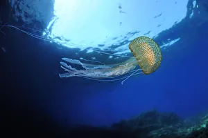 Purple stinger / Common jellyfish (Pelagia noctiluca) Malta, Mediteranean, May 2009 Purple stinger / Common jellyfish (Pelagia noctiluca) Malta, Mediteranean, May 2009