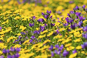 Purple vipers bugloss (Echium plantaineum) growing in fields of Corn Marigold (Chrysanthemum) Purple vipers bugloss (Echium plantaineum) growing in fields of Corn Marigold (Chrysanthemum)