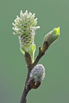 Pussy willow catkin (Salix caprea) bursting out from bud, Somerset Levels, Somerset Pussy willow catkin (Salix caprea) bursting out from bud, Somerset Levels, Somerset