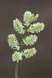 Pussy willow catkins (Salix caprea), Somerset Levels, Somerset, England, UK, April Pussy willow catkins (Salix caprea), Somerset Levels, Somerset, England, UK, April