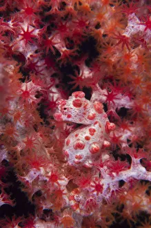 A Pygmy Seahorse (Hippocampus bargibanti) camouflaged in red Seafan (Muricella sp A Pygmy Seahorse (Hippocampus bargibanti) camouflaged in red Seafan (Muricella sp
