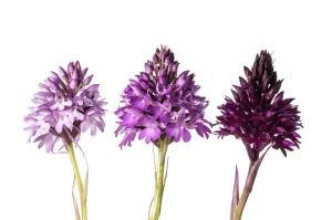 Pyramidal Orchid (Anacamptis pyramidalis) colour varieties. Sibillini, Umbria Italy, June Pyramidal Orchid (Anacamptis pyramidalis) colour varieties. Sibillini, Umbria Italy, June